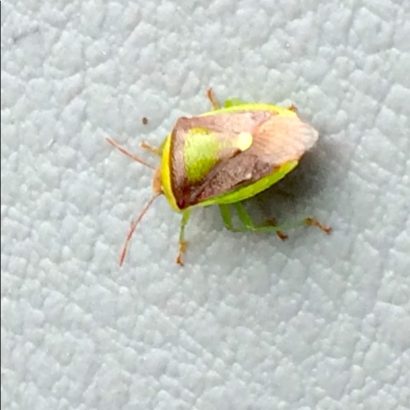 Meet your Posher, Heather - Picture 1 of 1